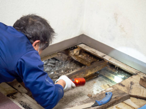 Best Mold Removal and Inspection  in Bellefonte, DE