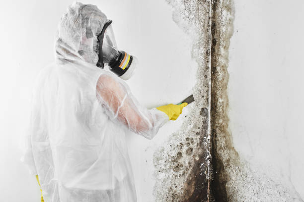 Best Water Damage Restoration  in Bellefonte, DE