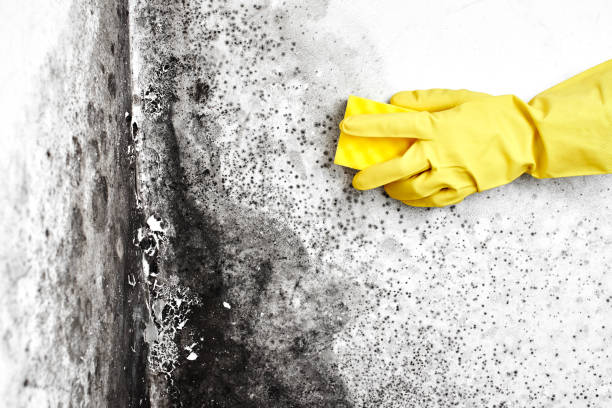 Best Mold Remediation  in Bellefonte, DE