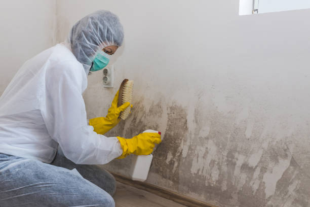 Professional Mold Removal in Bellefonte, DE