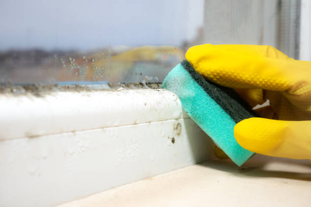 Best Crawl Space Mold Removal  in Bellefonte, DE