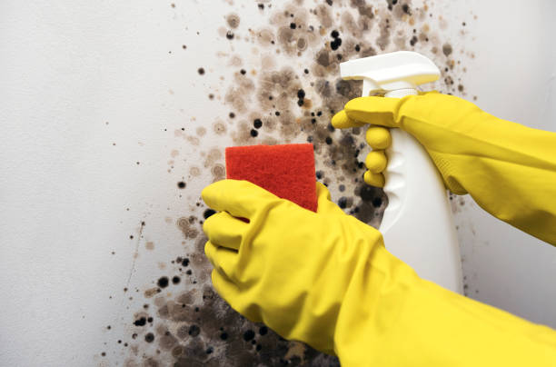 Best Mold Damage Repair  in Bellefonte, DE