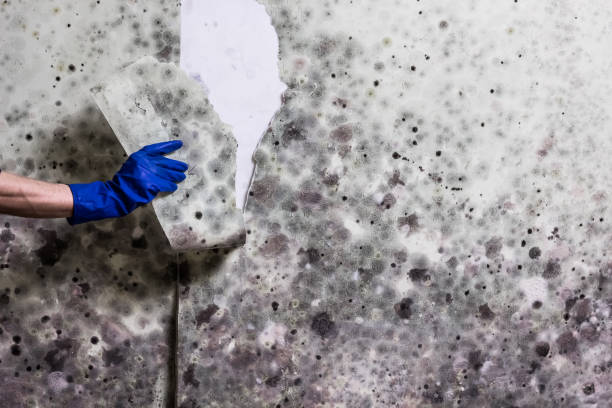 Best Residential Mold Removal  in Bellefonte, DE