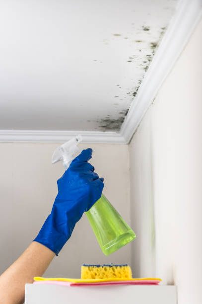 Best Toxic Mold Removal  in Bellefonte, DE